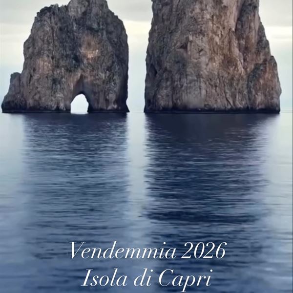 Vendemmia 2026, Isola di Capri
